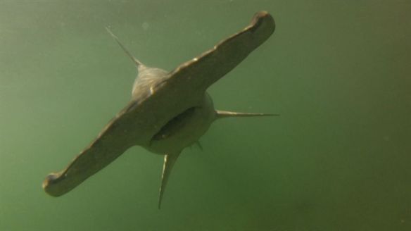 2093738_aloha-extras-shark-research-day_epsicuaitwlfo42x7yedw6mpvs2ptt7hevj74cagwi5qbj2htjuq_1140x641