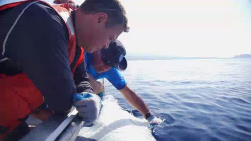 Eye of the Tiger Shark