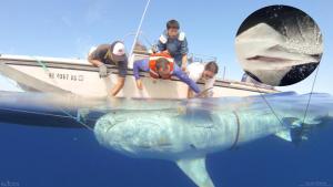 sharkbiology